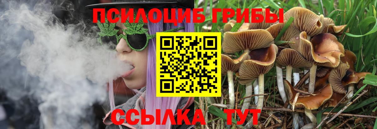 Псилоцибиновые грибы Cubensis Киров